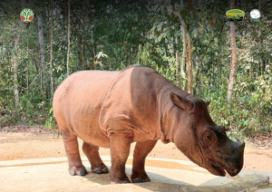 Badak Sumatera Delilah